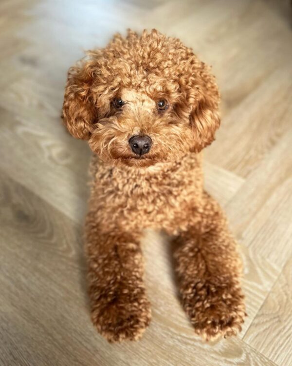 Linsey (Toy Poodle Puppy) - Image 2