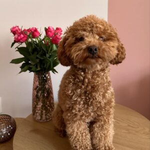 Parka (Toy Poodle Puppy)