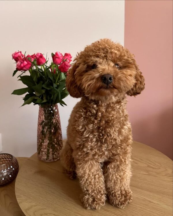 Parka (Toy Poodle Puppy)