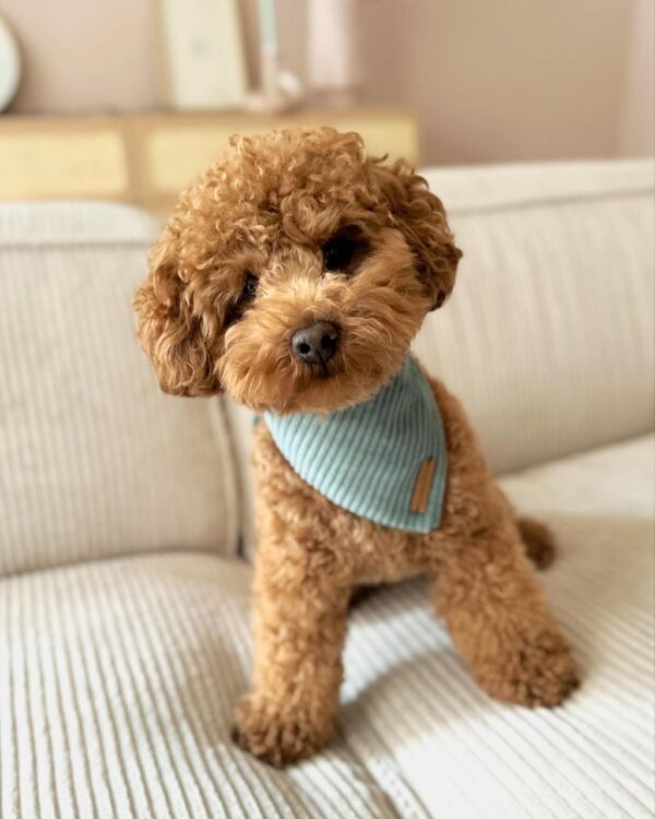 Jigsaw (Toy Poodle Puppy) - Image 2