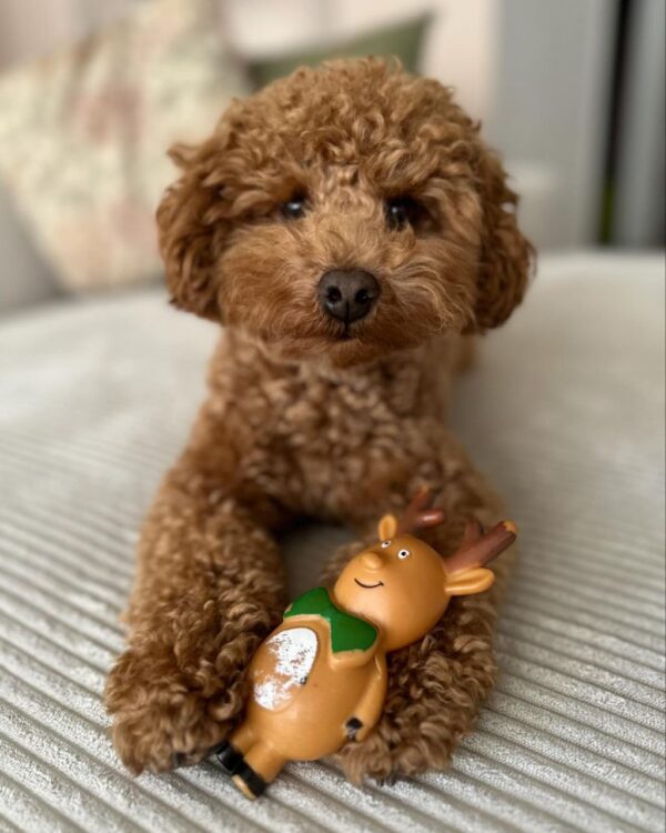 Ranger (Toy Poodle Puppy) - Image 2