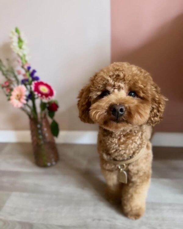 Estelle (Toy Poodle Puppy) - Image 2