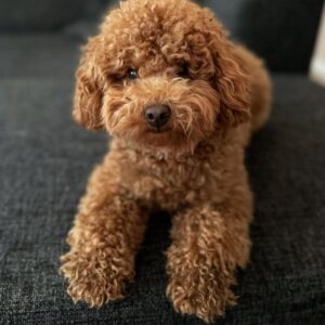 Karly (Toy Poodle Puppy)