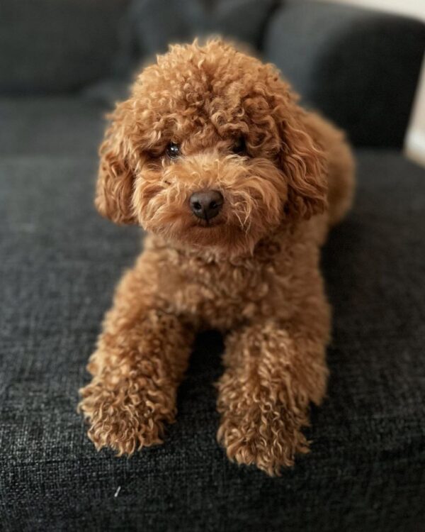 Karly (Toy Poodle Puppy)