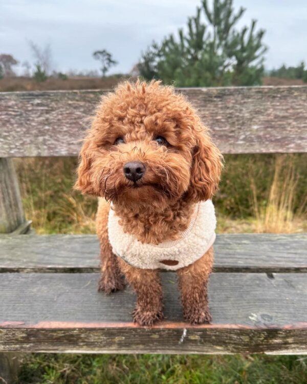 Emma (Toy Poodle Puppy) - Image 2