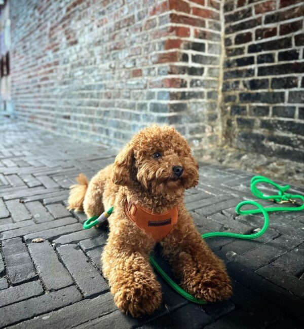 Dixie (Toy Poodle Puppy) - Image 2