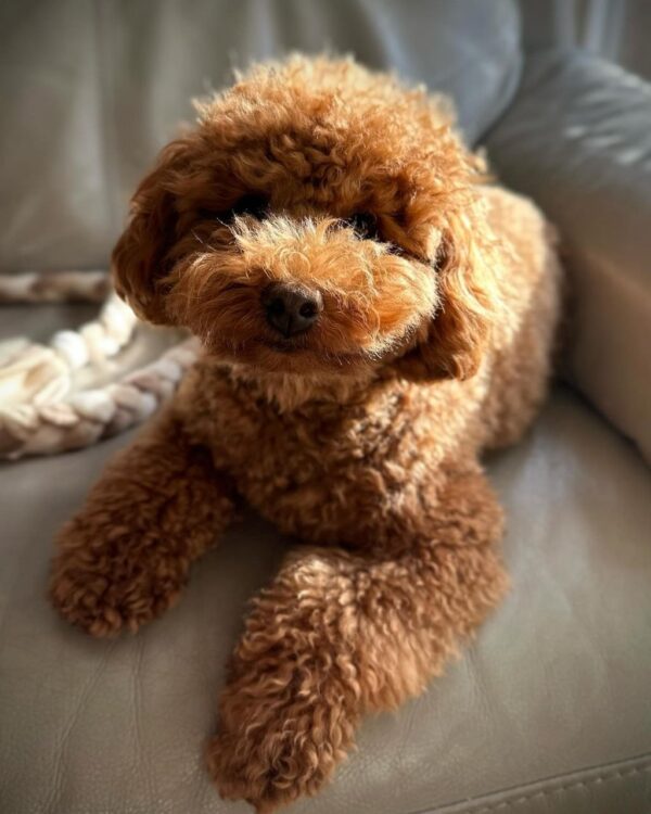 Maree (Toy Poodle Puppy) - Image 2