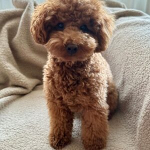 Tally (Toy Poodle Puppy)