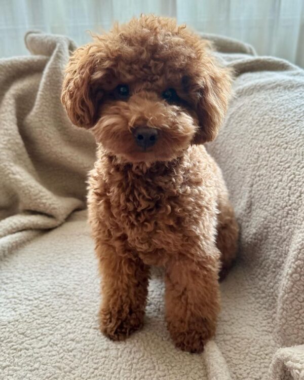 Tally (Toy Poodle Puppy)