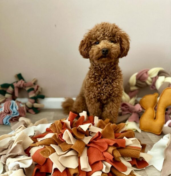 Kevin (Toy Poodle Puppy) - Image 2