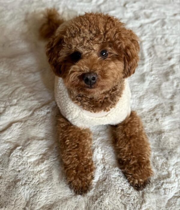 Einstein (Toy Poodle Puppy) - Image 2