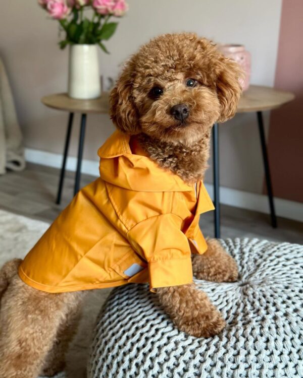 Jake (Toy Poodle Puppy) - Image 2