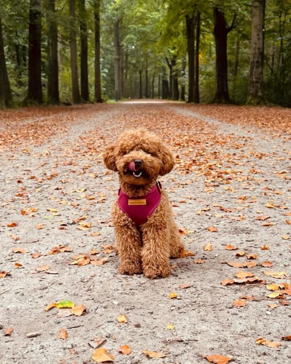 Jade (Toy Poodle Puppy) - Image 2