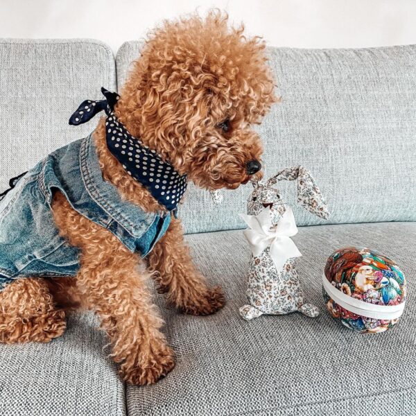 Tayt (Toy Poodle Puppy) - Image 4