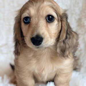 Jill (Dachshund puppy)