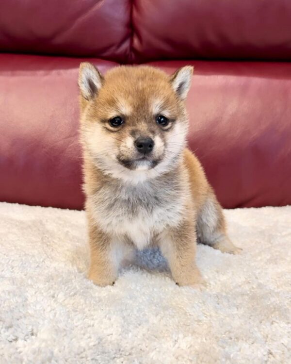 Clem (Shiba Inu Puppy) - Image 3