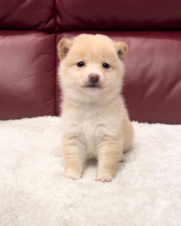 Kim (Shiba Inu Puppy) - Image 3