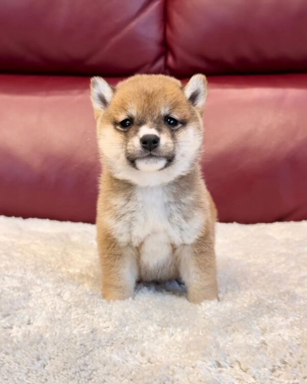 Mason (Shiba Inu Puppy) - Image 2