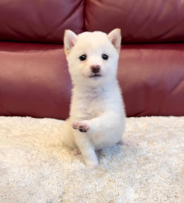 Macy (Shiba Inu Puppy) - Image 3