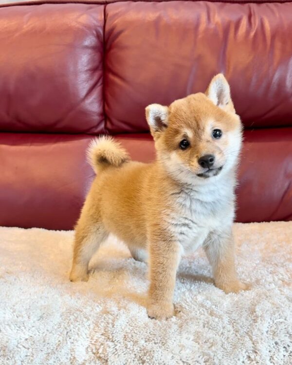 Nolan (Shiba Inu Puppy) - Image 3