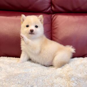 Fresco (Shiba Inu Puppy)