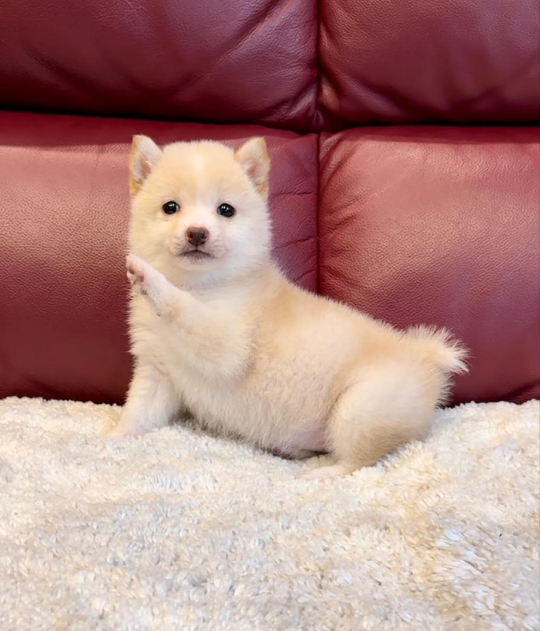 Fresco (Shiba Inu Puppy)