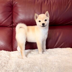 Ava (Shiba Inu Puppy)