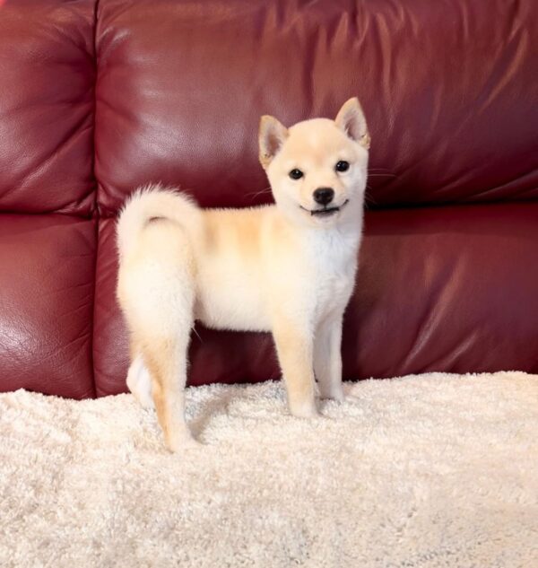 Ava (Shiba Inu Puppy)
