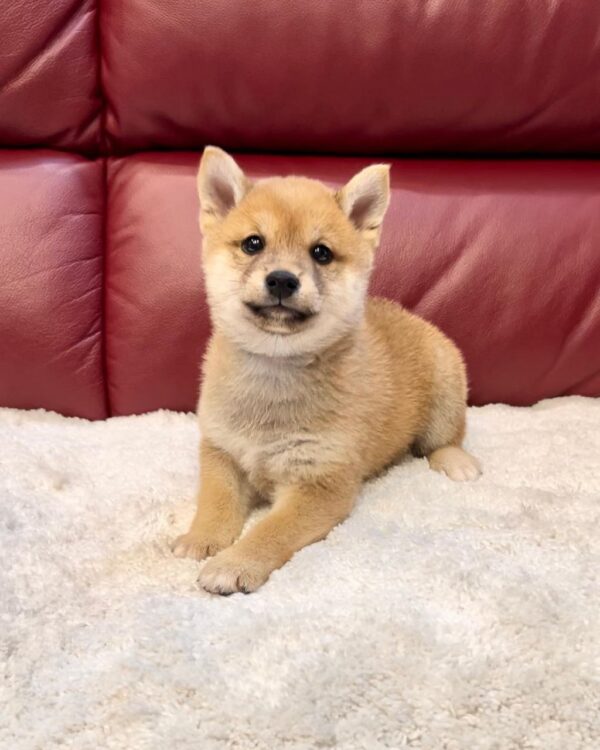 Jewel (Shiba Inu Puppy) - Image 3