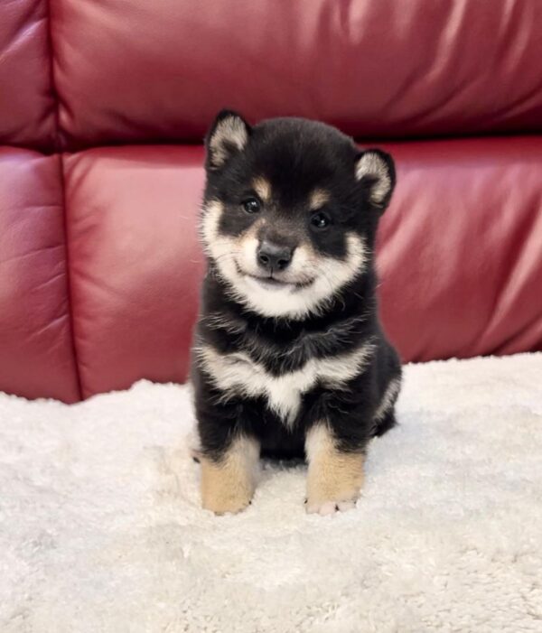 Tonya (Shiba Inu Puppy) - Image 3