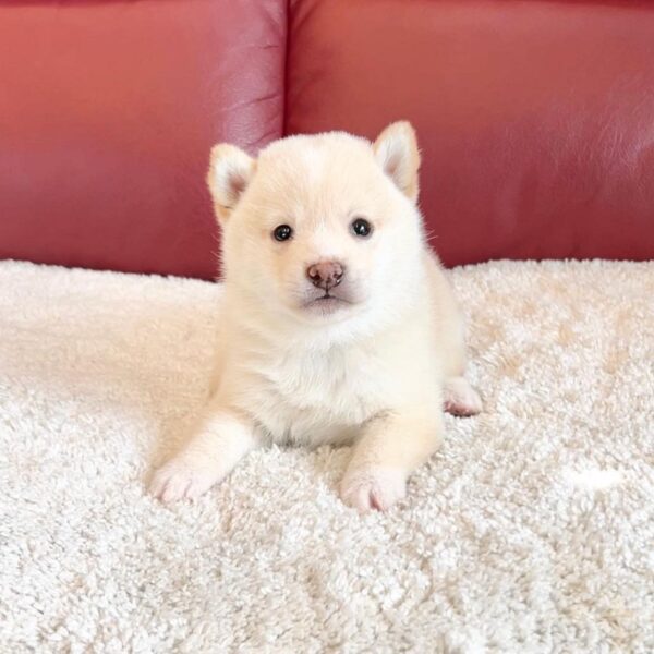 Nelson (Shiba Inu Puppy) - Image 4
