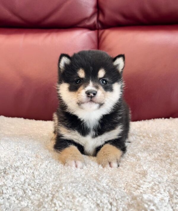 Tonya (Shiba Inu Puppy) - Image 4
