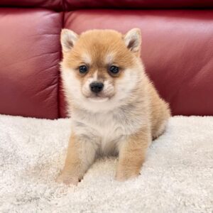 Fredo (Shiba Inu Puppy)