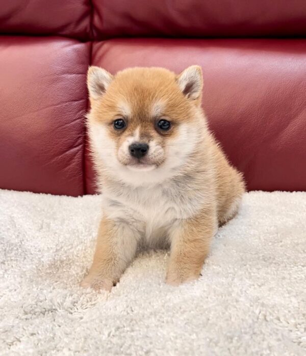 Fredo (Shiba Inu Puppy)