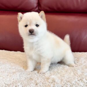 Tammy (Shiba Inu Puppy)