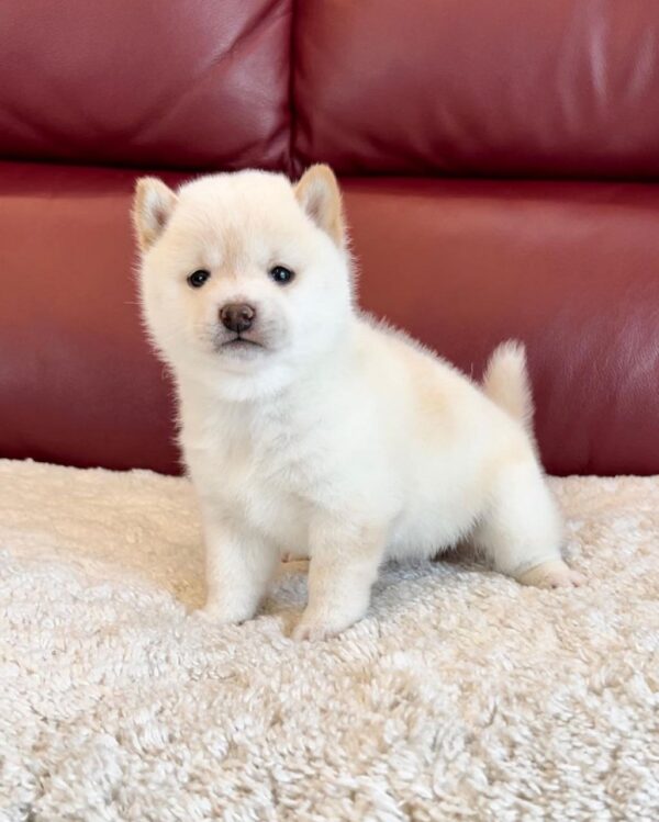 Tammy (Shiba Inu Puppy)