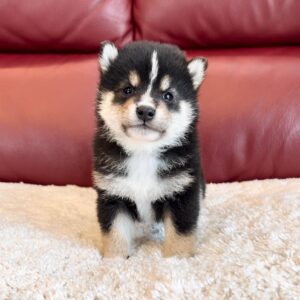 Maverick (Shiba Inu Puppy)