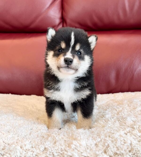 Maverick (Shiba Inu Puppy)