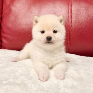 Kenny (Shiba Inu Puppy)