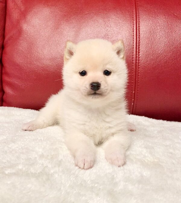 Kenny (Shiba Inu Puppy)