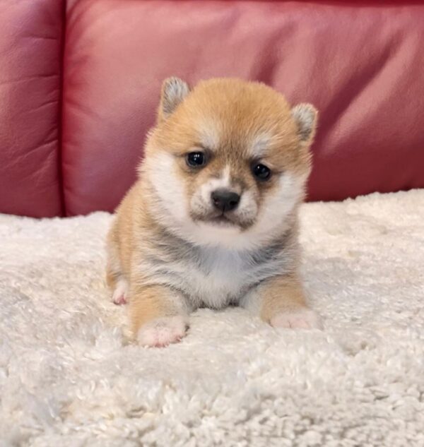 Tasha (Shiba Inu Puppy) - Image 3