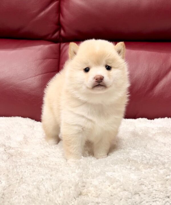 Tracy (Shiba Inu Puppy) - Image 3