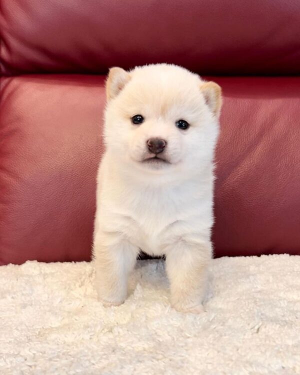 Kopper (Shiba Inu Puppy) - Image 3