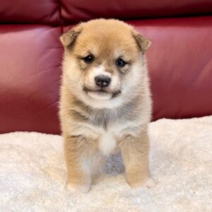 Annette (Shiba Inu Puppy)