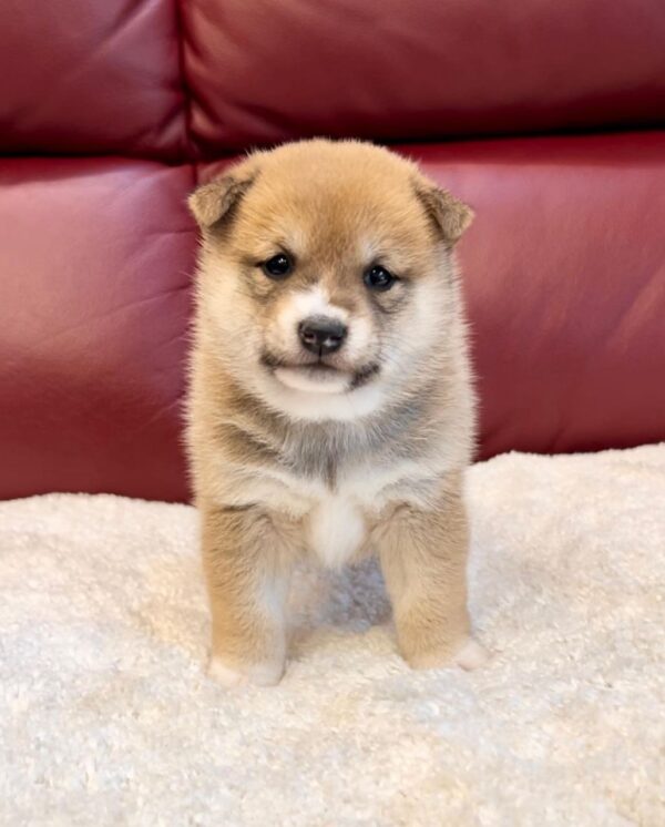 Annette (Shiba Inu Puppy)