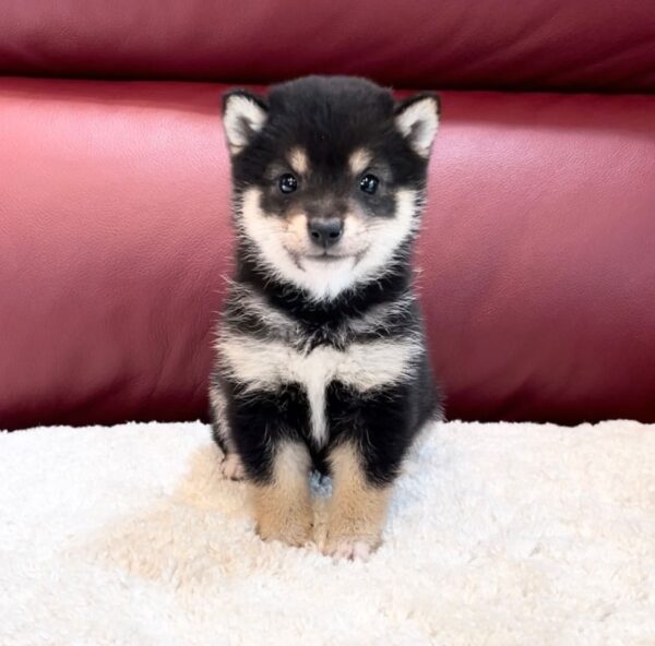 Archer (Shiba Inu Puppy) - Image 3