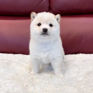 Kopper (Shiba Inu Puppy)