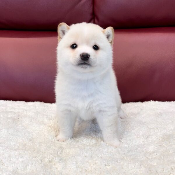 Kopper (Shiba Inu Puppy)