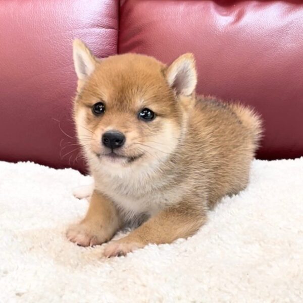 Willa (Shiba Inu Puppy)