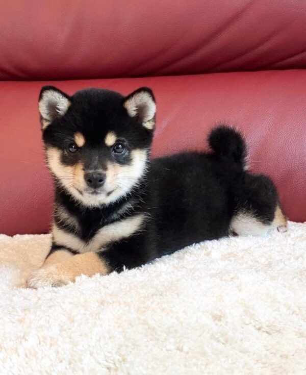 Taylor (Shiba Inu Puppy) - Image 4